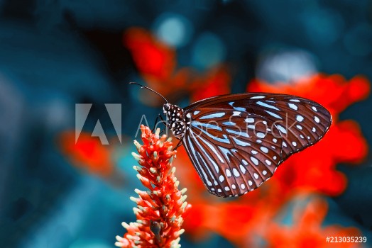 Bild på Closeup  beautiful butterfly   flower in the garden